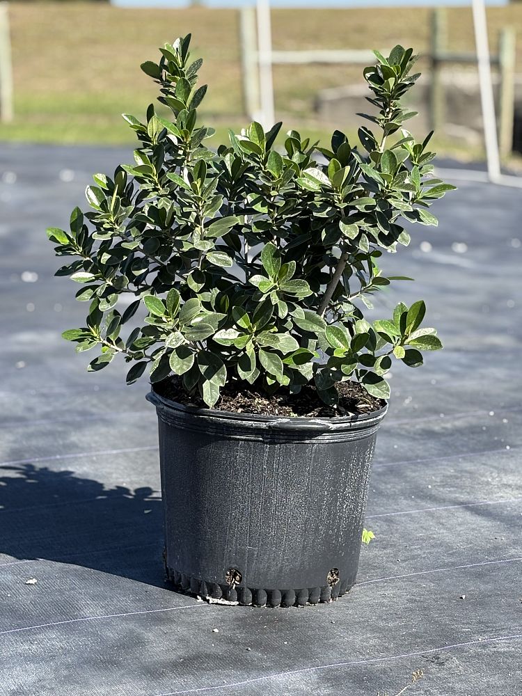 ficus-microcarpa-green-island-ficus-green-island