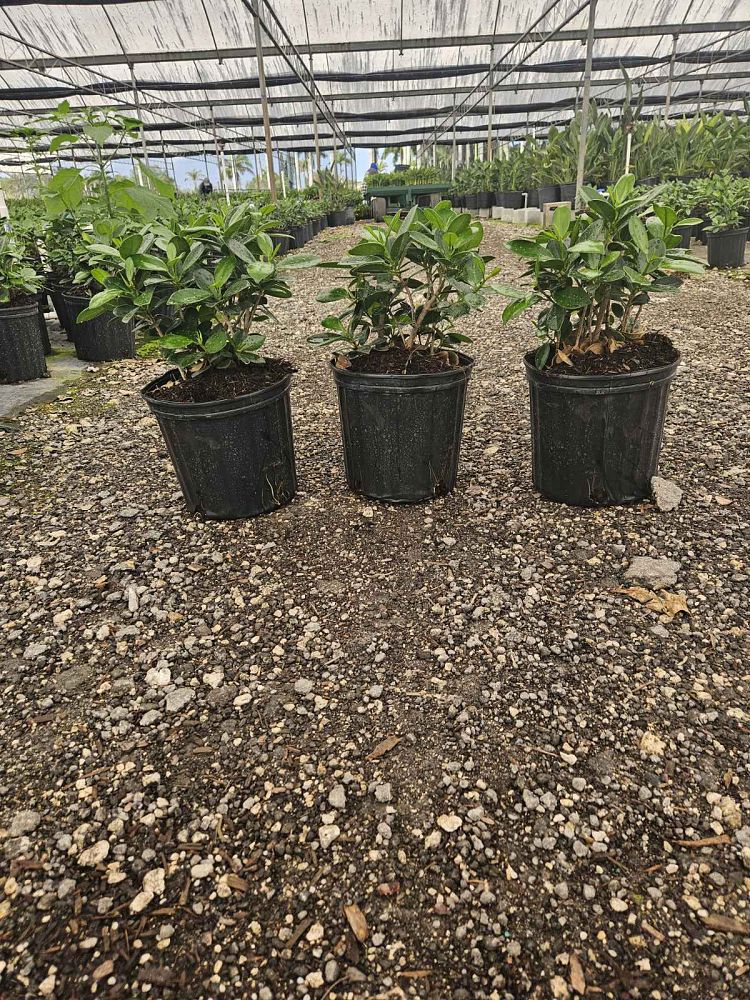 ficus-microcarpa-green-island-ficus-green-island