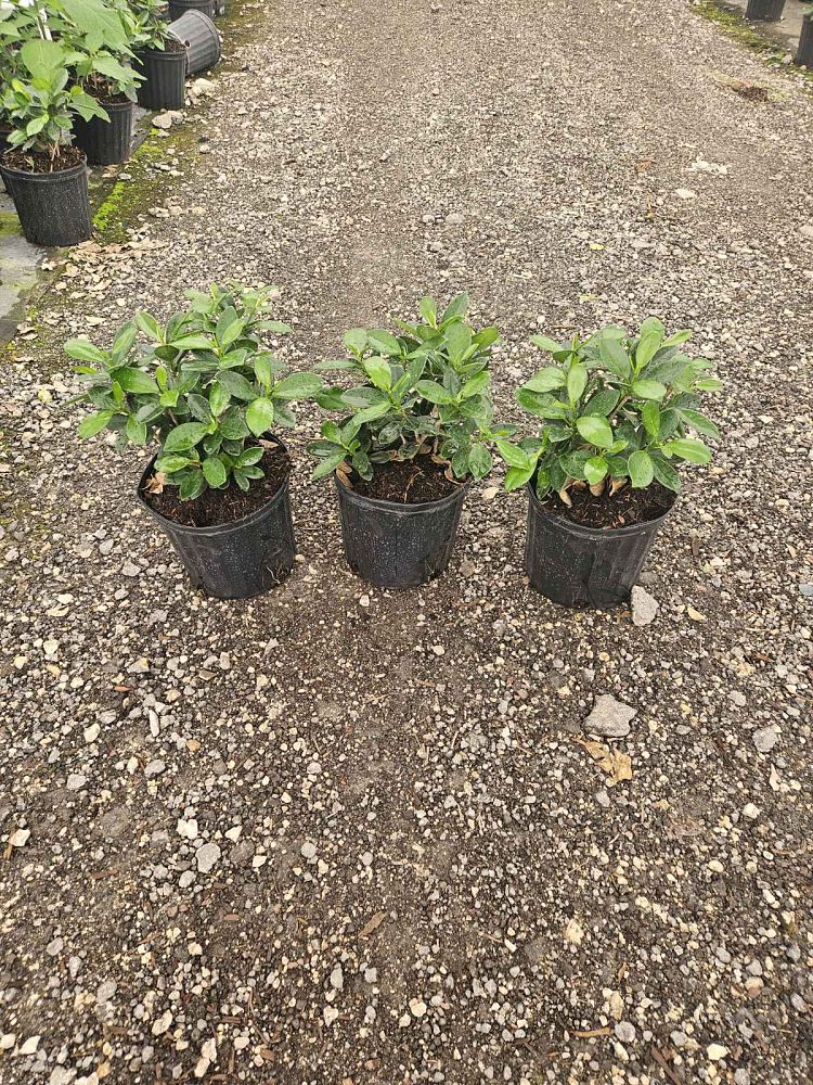 ficus-microcarpa-green-island-ficus-green-island
