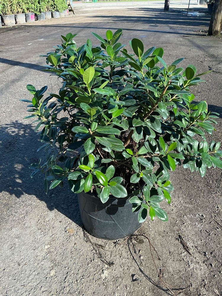 ficus-microcarpa-green-island-ficus-green-island