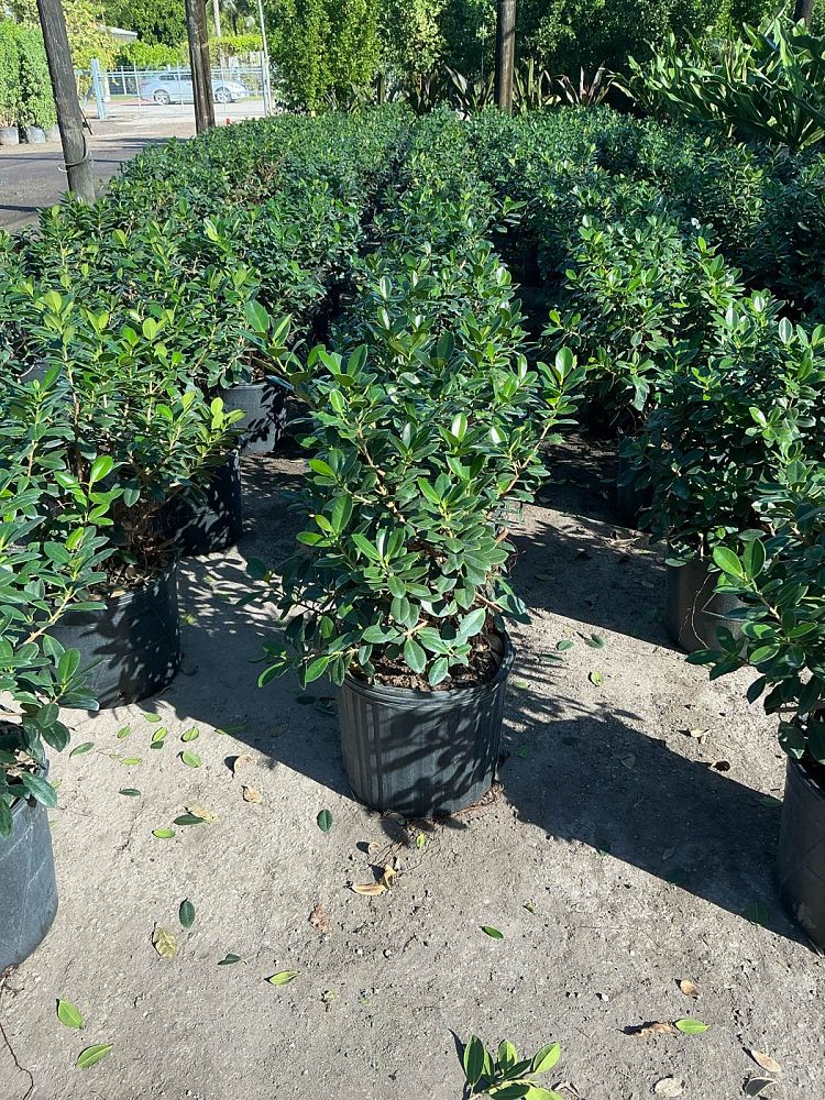 ficus-microcarpa-green-island-ficus-green-island