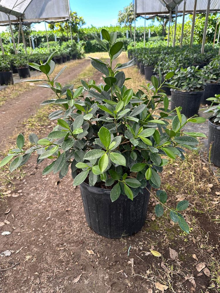 ficus-microcarpa-green-island-ficus-green-island