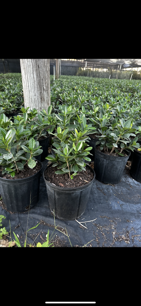 ficus-microcarpa-green-island-ficus-green-island