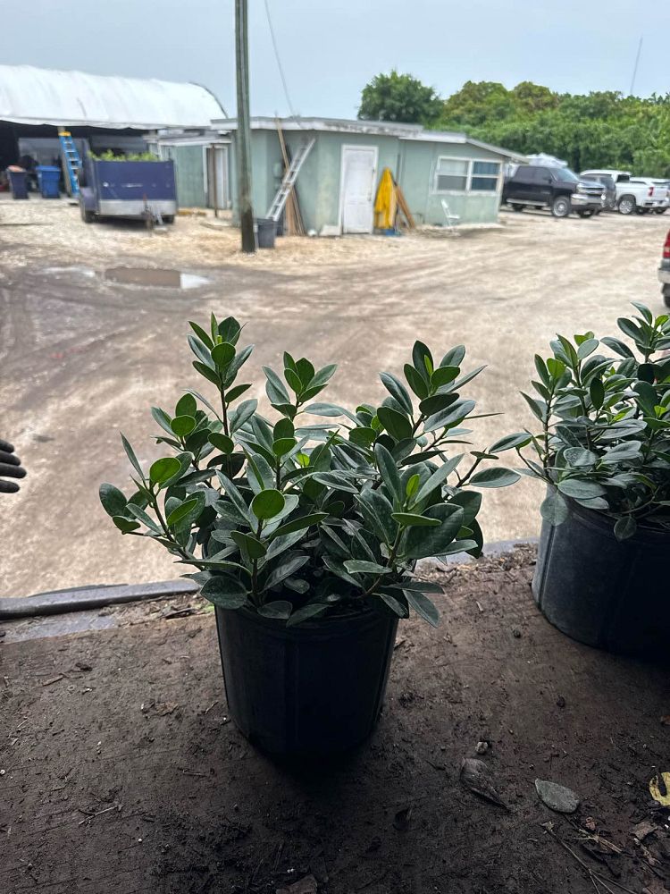 ficus-microcarpa-green-island-ficus-green-island