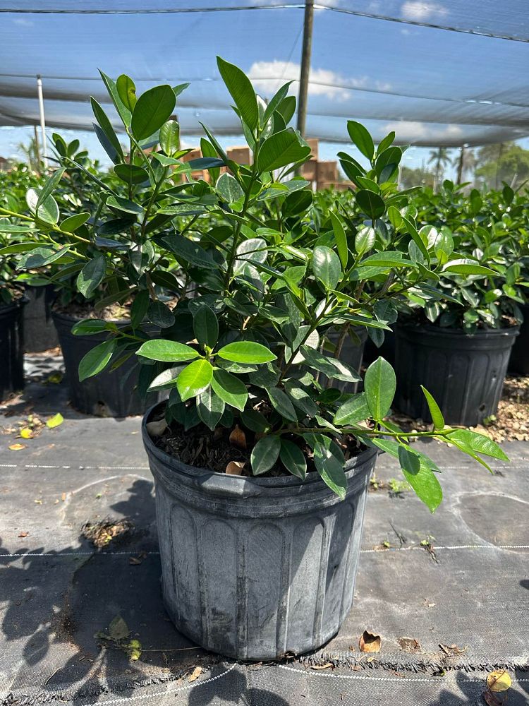 ficus-microcarpa-green-island-ficus-green-island