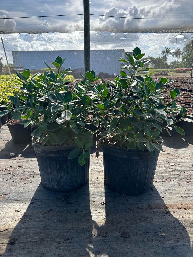 ficus-microcarpa-green-island-ficus-green-island