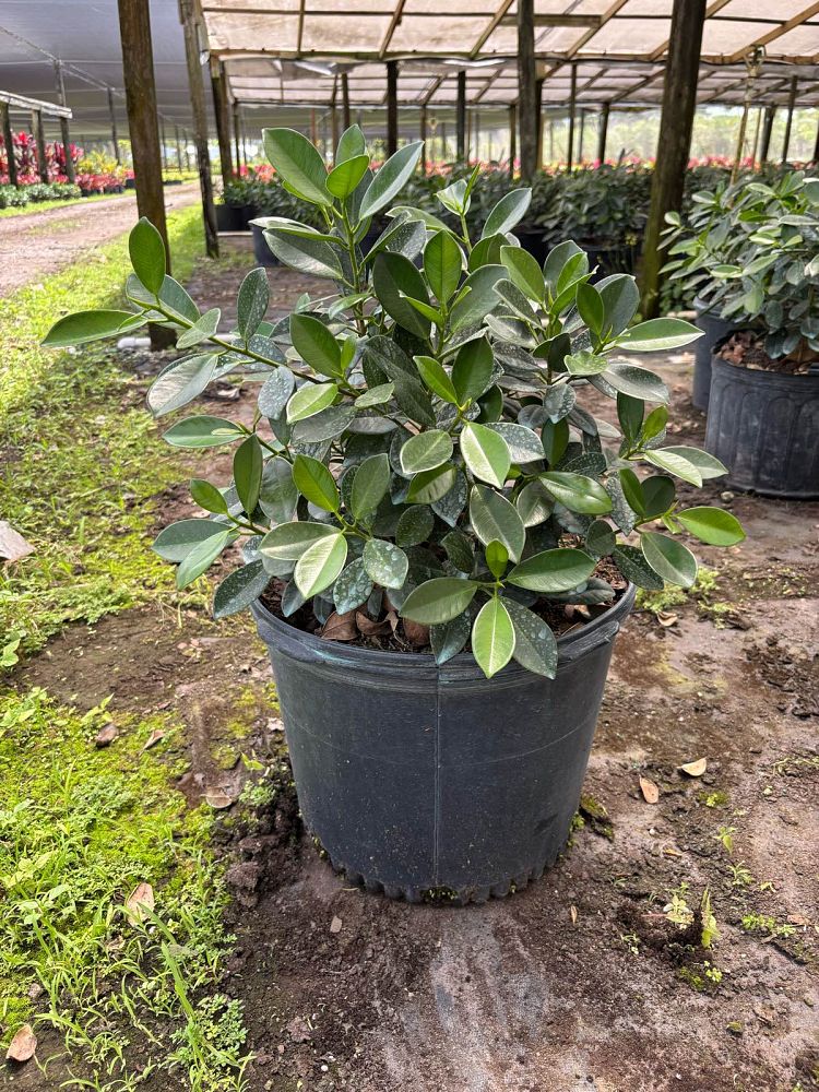 ficus-microcarpa-green-island-ficus-green-island