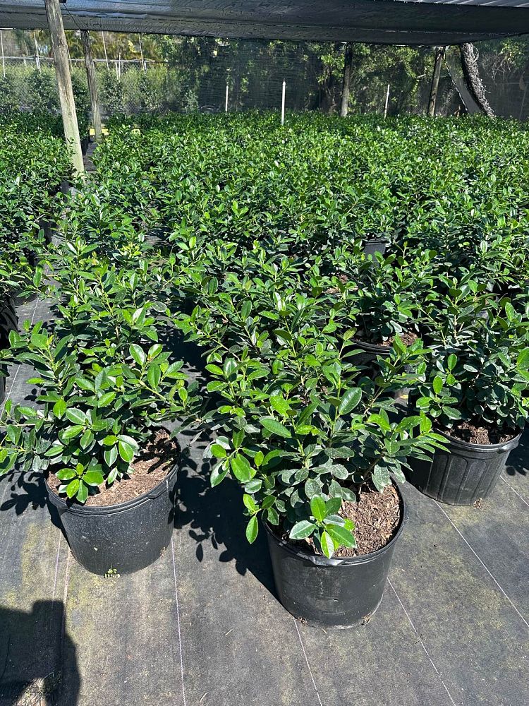 ficus-microcarpa-green-island-ficus-green-island