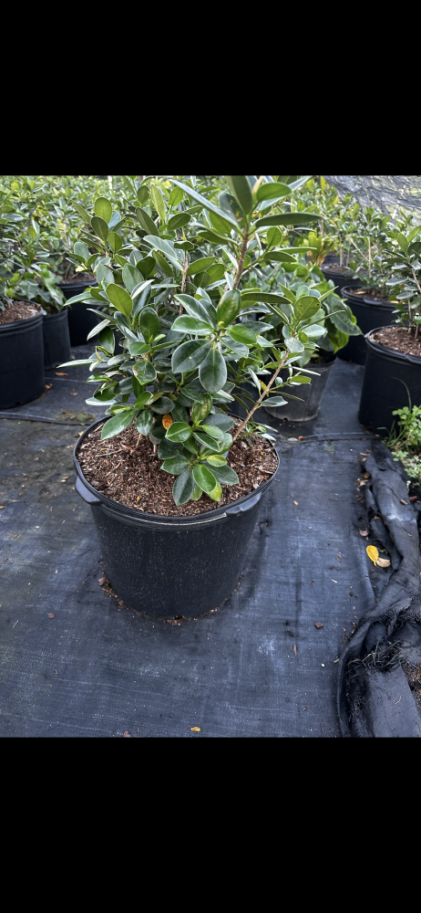 ficus-microcarpa-green-island-ficus-green-island