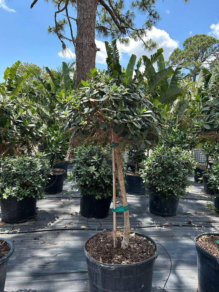 ficus-microcarpa-green-island-ficus-green-island