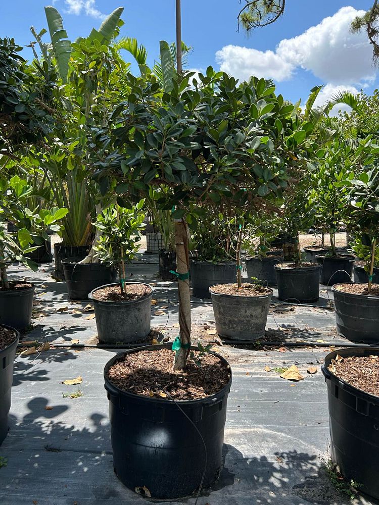 ficus-microcarpa-green-island-ficus-green-island
