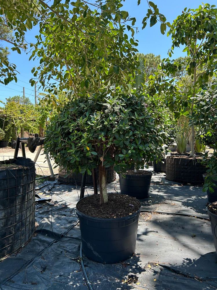 ficus-microcarpa-green-island-ficus-green-island