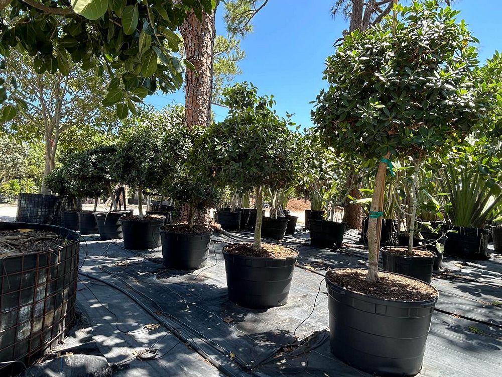 ficus-microcarpa-green-island-ficus-green-island