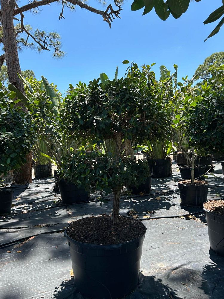 ficus-microcarpa-green-island-ficus-green-island