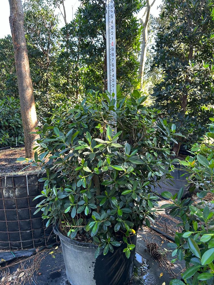 ficus-microcarpa-green-island-ficus-green-island