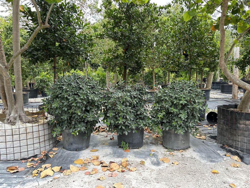 ficus-microcarpa-green-island-ficus-green-island