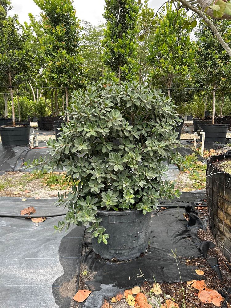 ficus-microcarpa-green-island-ficus-green-island