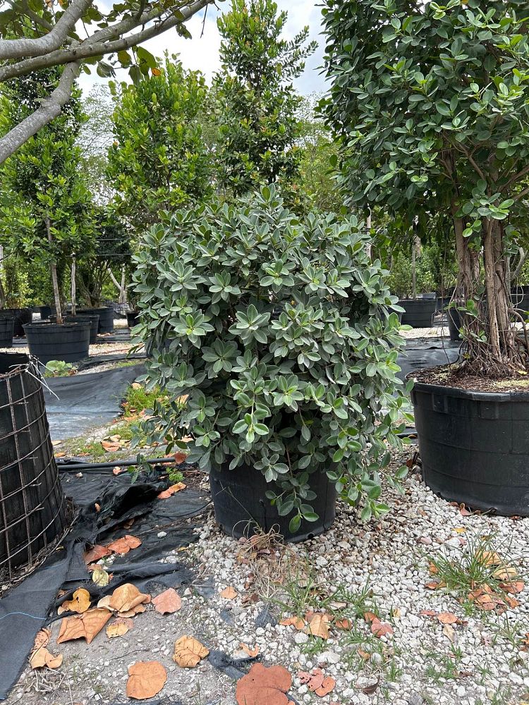 ficus-microcarpa-green-island-ficus-green-island