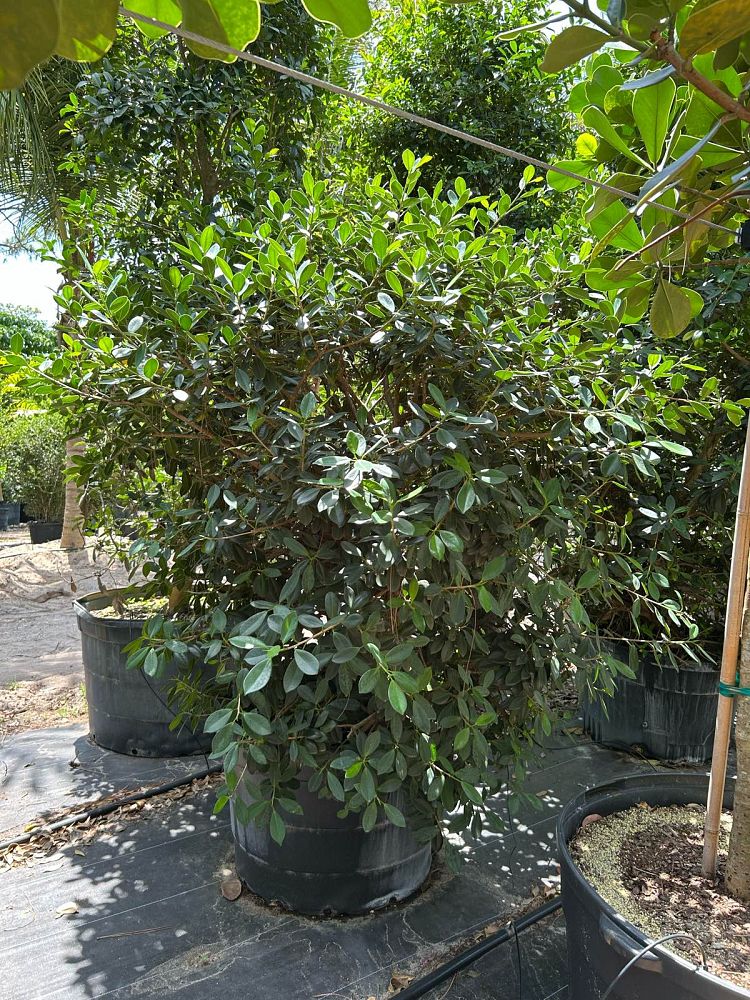 ficus-microcarpa-green-island-ficus-green-island