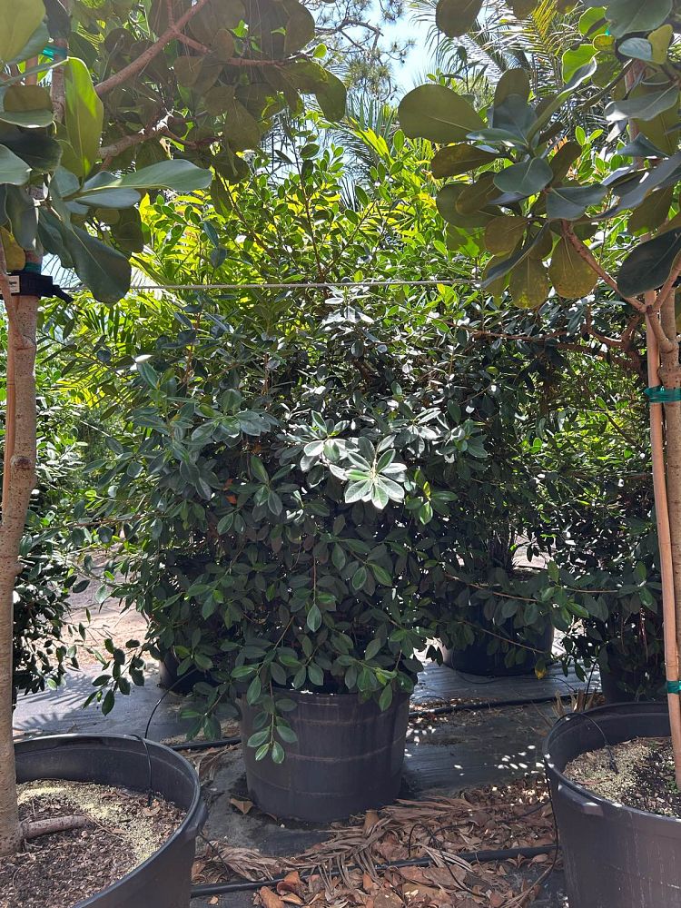 ficus-microcarpa-green-island-ficus-green-island