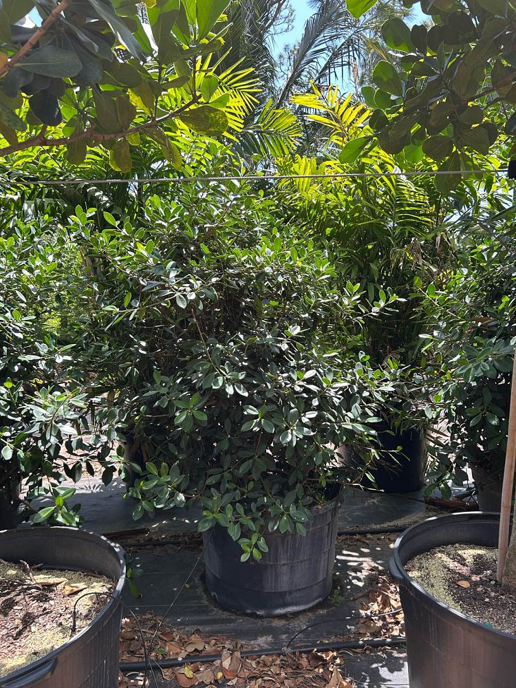 ficus-microcarpa-green-island-ficus-green-island