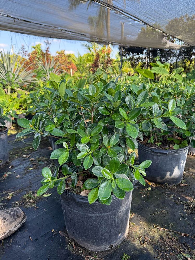 ficus-microcarpa-green-island-ficus-green-island