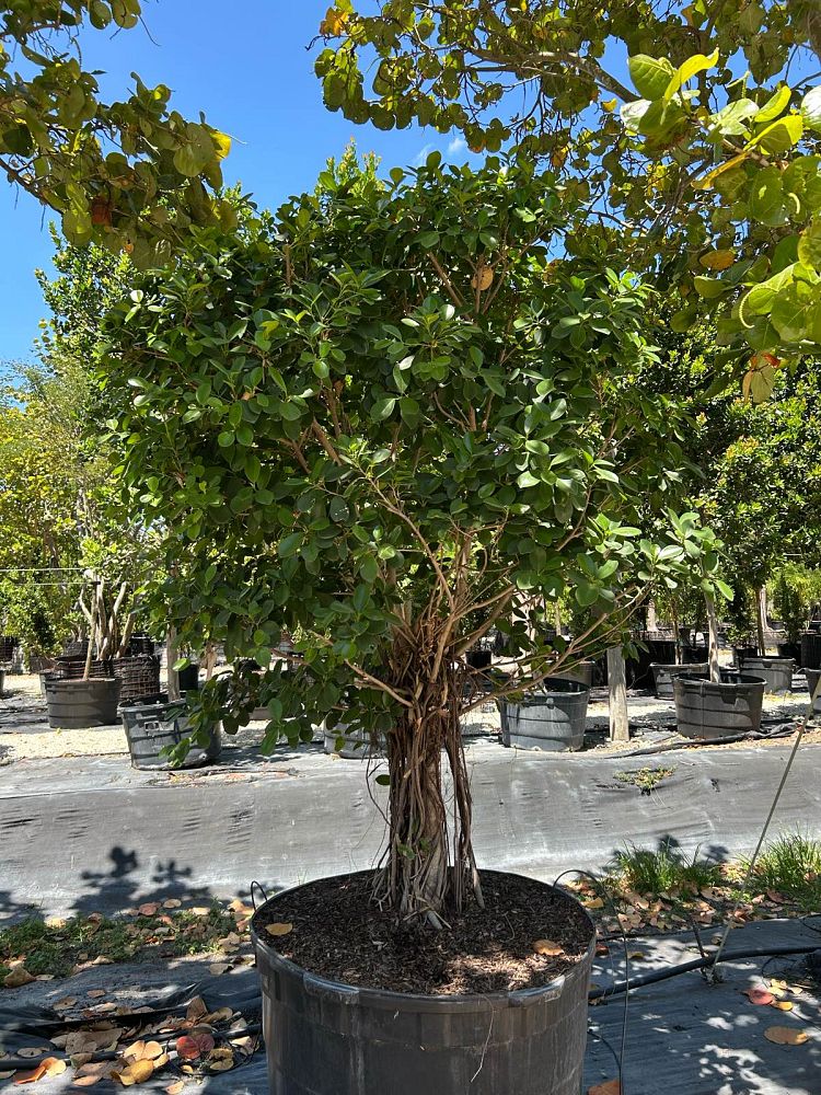 ficus-microcarpa-green-island-ficus-green-island