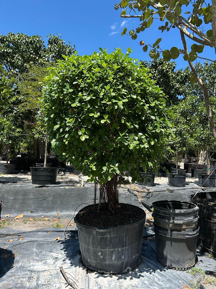 ficus-microcarpa-green-island-ficus-green-island