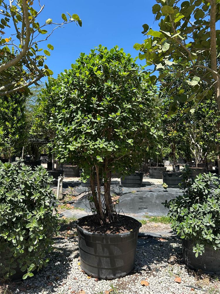 ficus-microcarpa-green-island-ficus-green-island