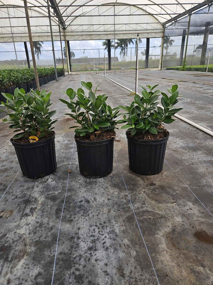 ficus-microcarpa-green-island-ficus-green-island