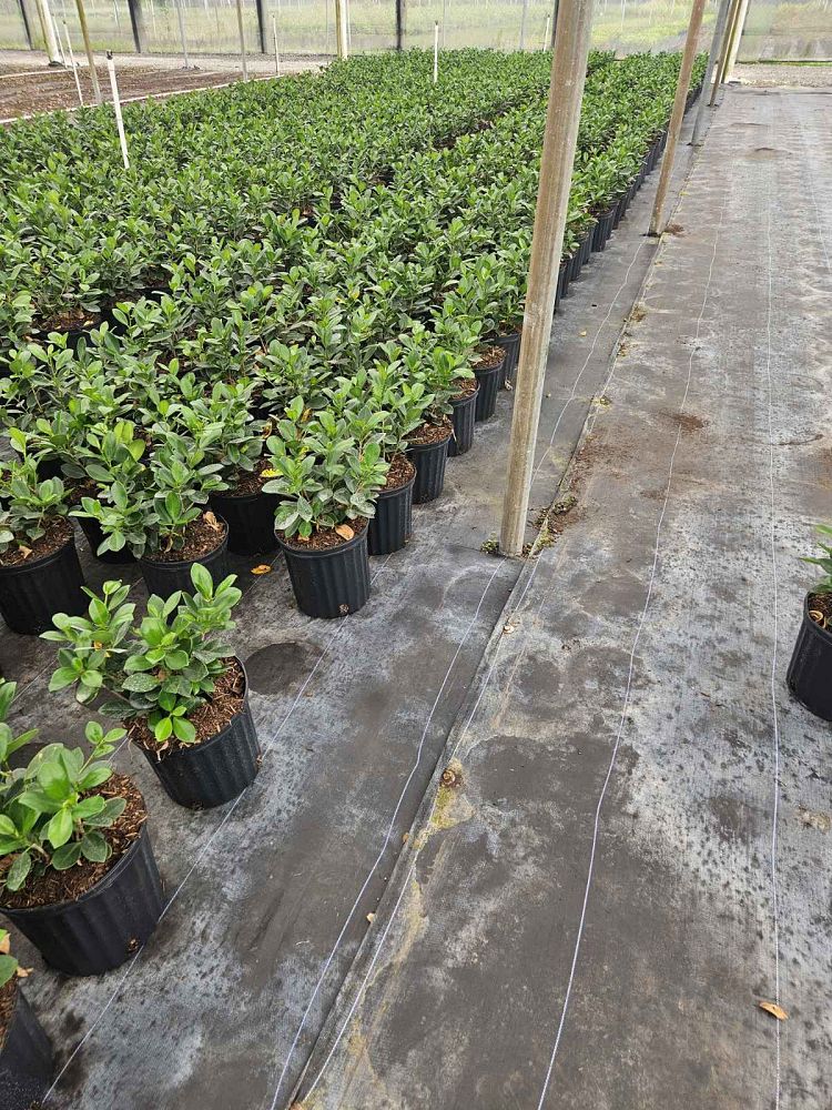 ficus-microcarpa-green-island-ficus-green-island