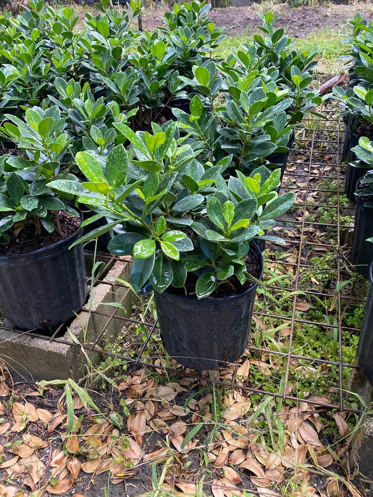 ficus-microcarpa-green-island-ficus-green-island