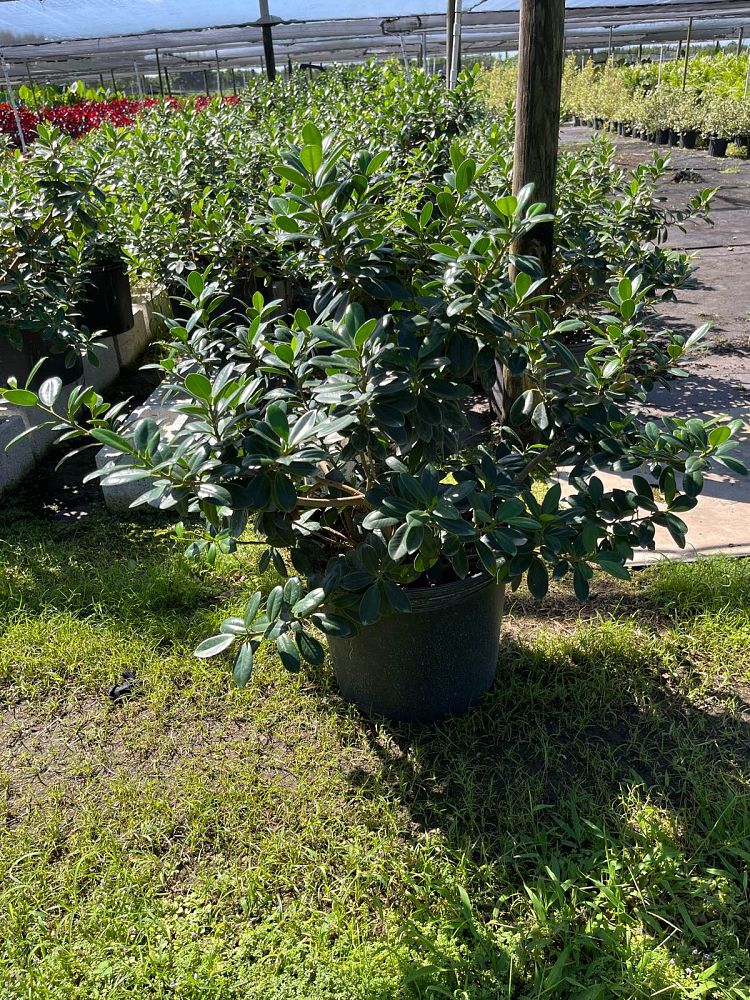ficus-microcarpa-green-island-ficus-green-island