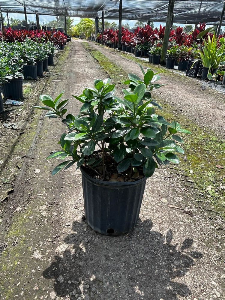 ficus-microcarpa-green-island-ficus-green-island