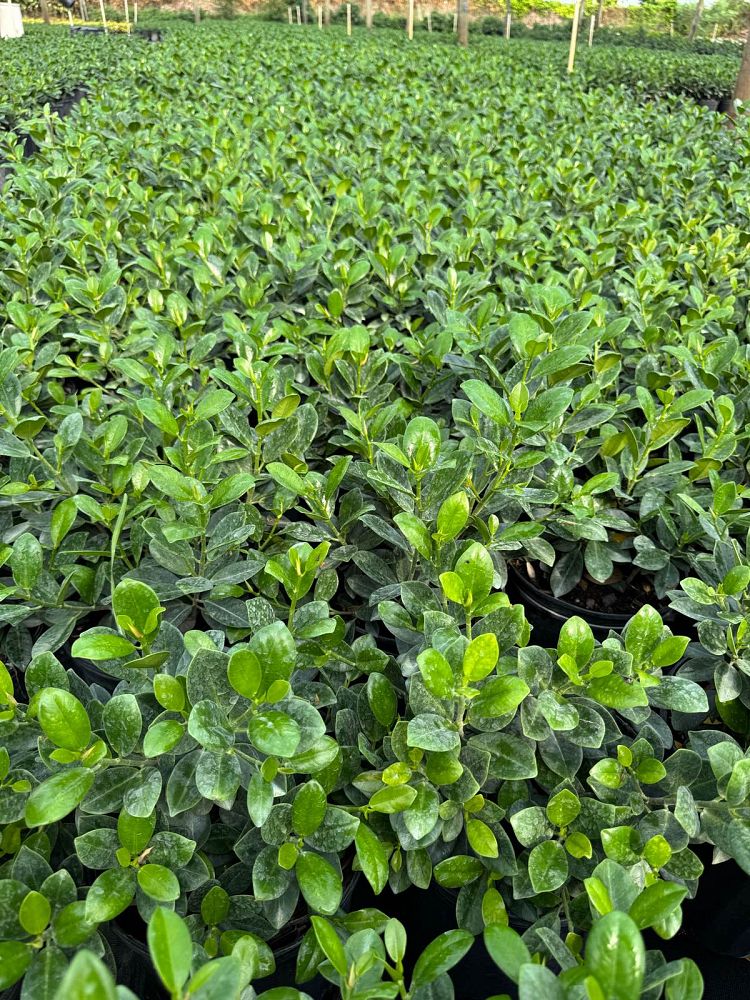 ficus-microcarpa-green-island-ficus-green-island