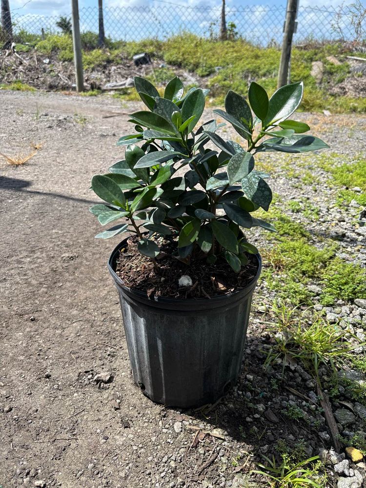 ficus-microcarpa-green-island-ficus-green-island