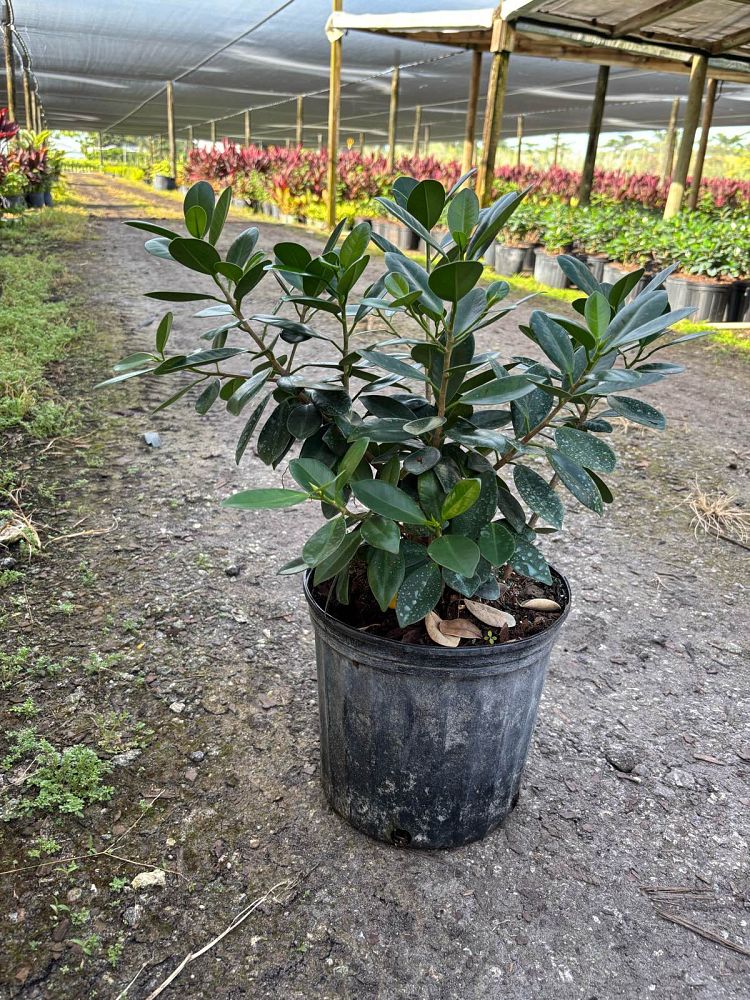 ficus-microcarpa-green-island-ficus-green-island