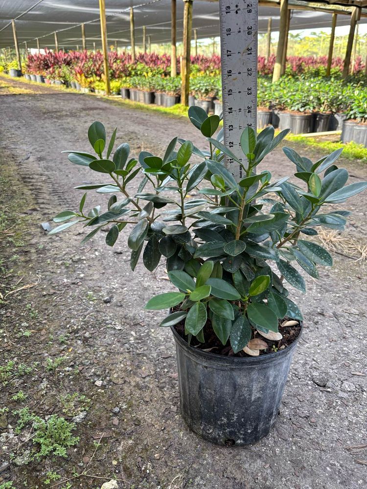 ficus-microcarpa-green-island-ficus-green-island