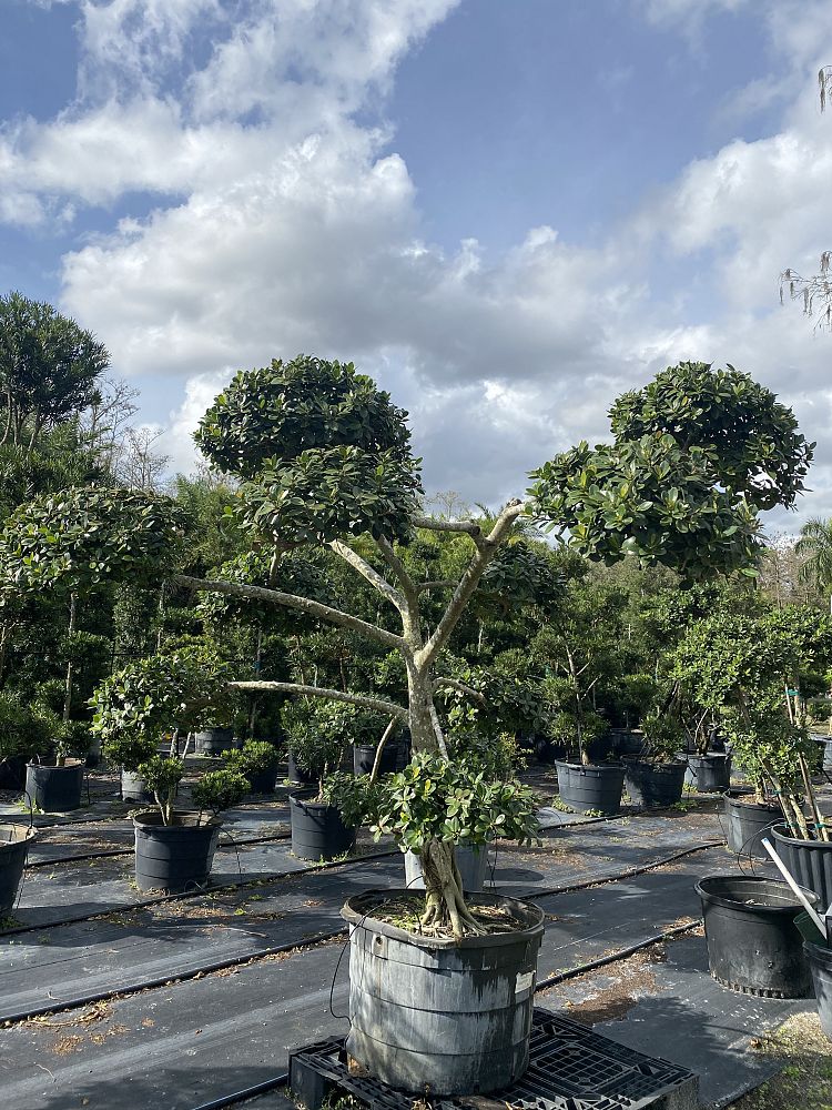 ficus-microcarpa-green-island-ficus-green-island