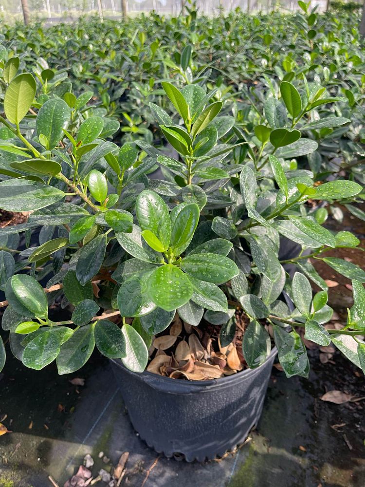 ficus-microcarpa-green-island-ficus-green-island