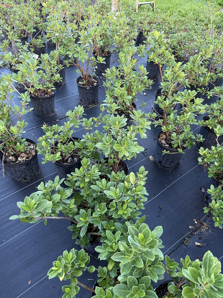 ficus-microcarpa-green-island-ficus-green-island