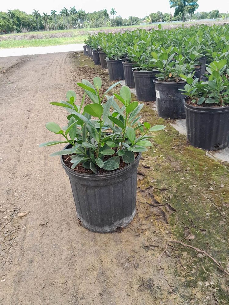 ficus-microcarpa-green-island-ficus-green-island