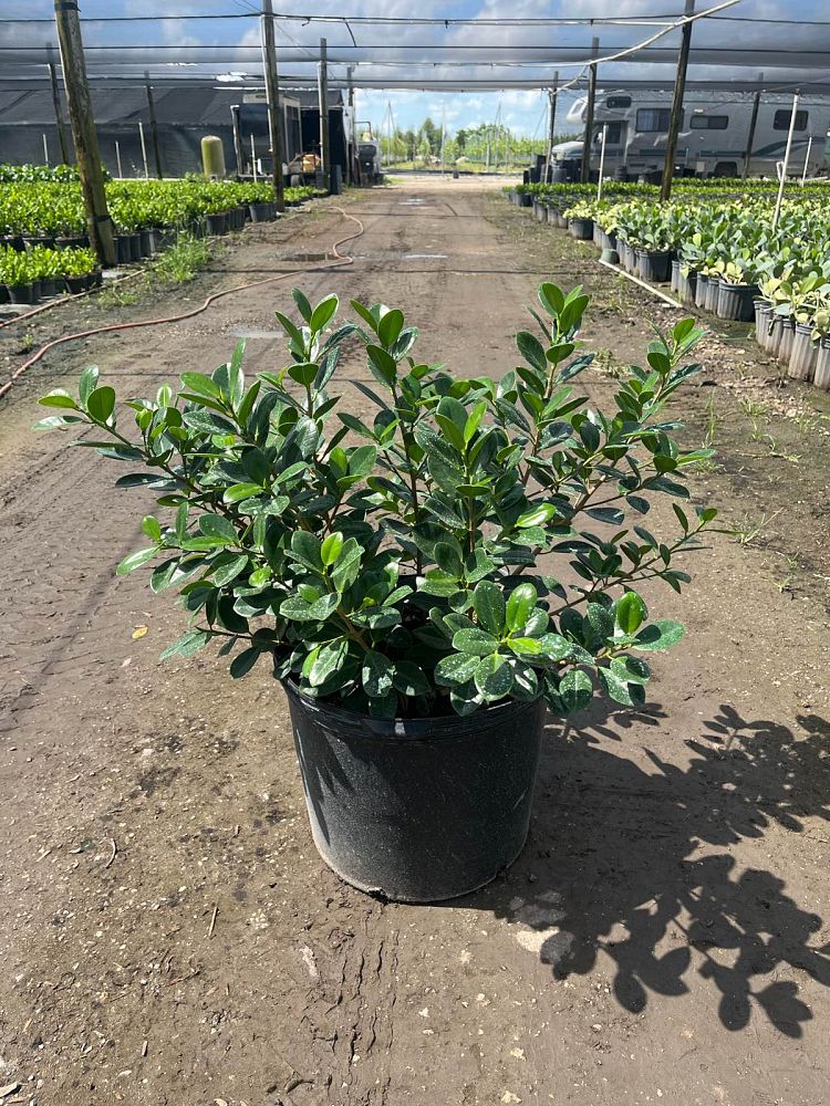 ficus-microcarpa-green-island-ficus-green-island