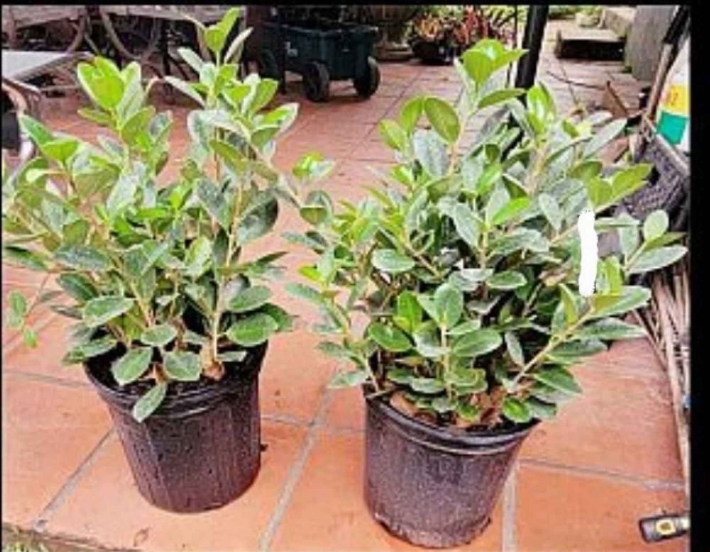 ficus-microcarpa-green-island-ficus-green-island