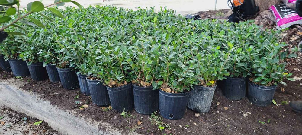 ficus-microcarpa-green-island-ficus-green-island