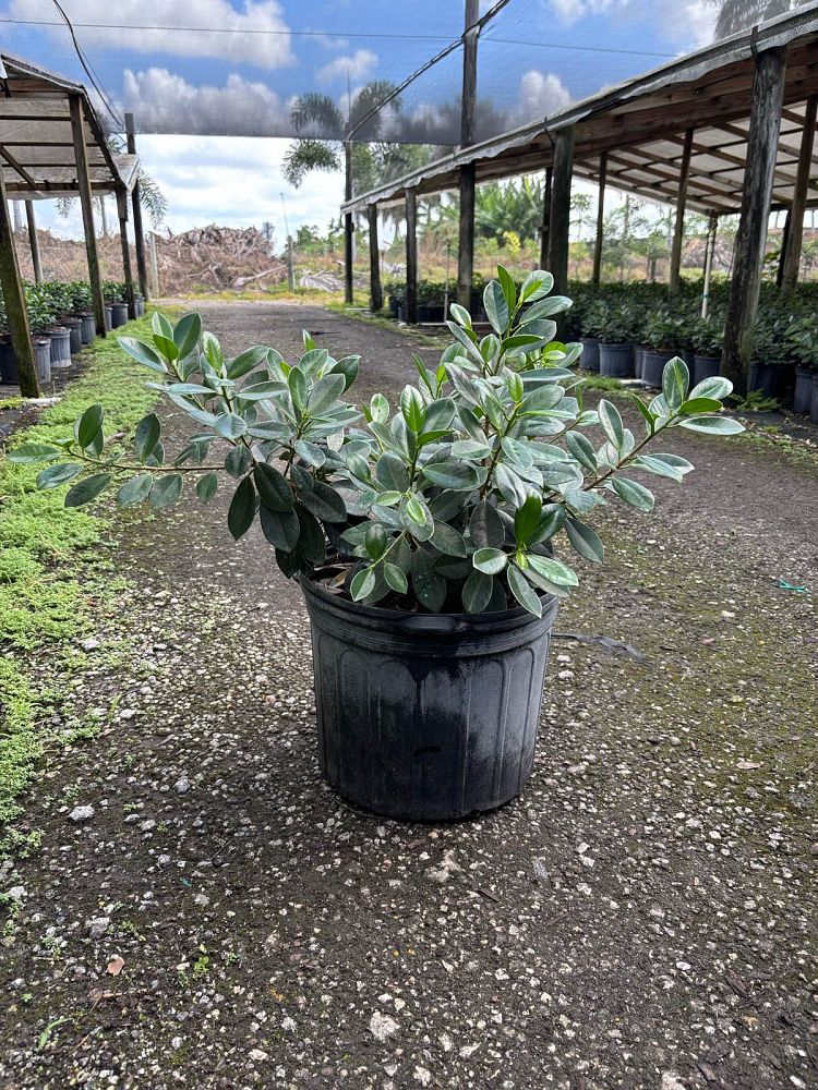 ficus-microcarpa-green-island-ficus-green-island