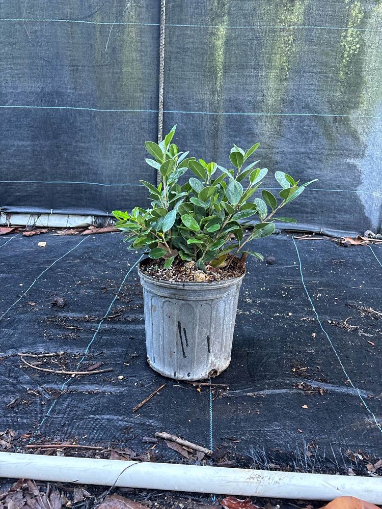 ficus-microcarpa-green-island-ficus-green-island