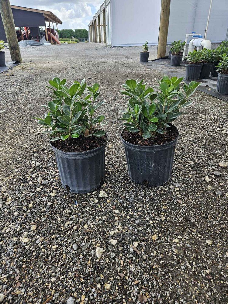 ficus-microcarpa-green-island-ficus-green-island
