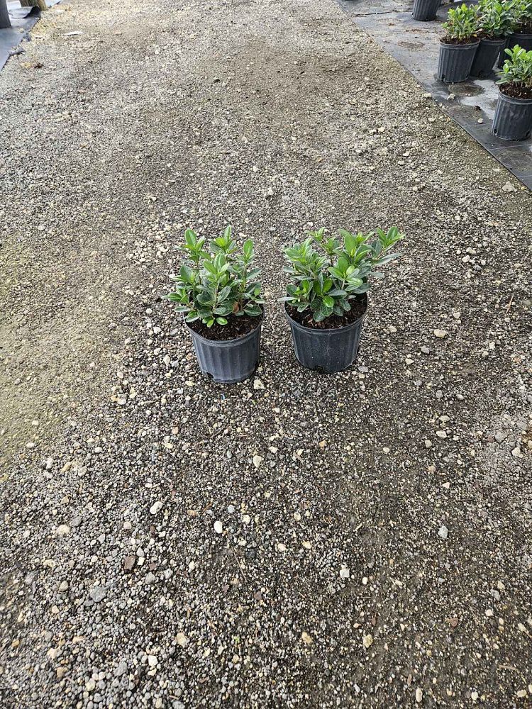 ficus-microcarpa-green-island-ficus-green-island