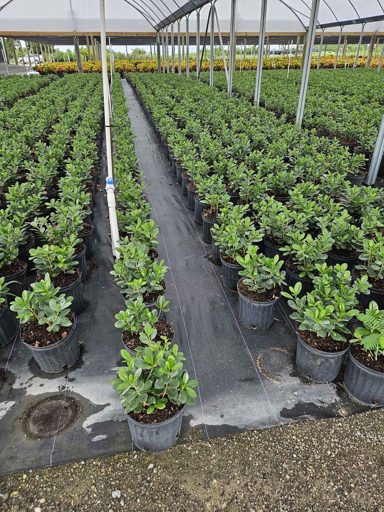 ficus-microcarpa-green-island-ficus-green-island